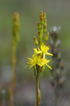 Beenbreek (Narthecium ossifragum) RL BE, Staverden